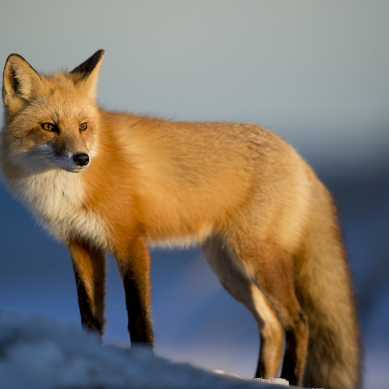 Fox puzzle image